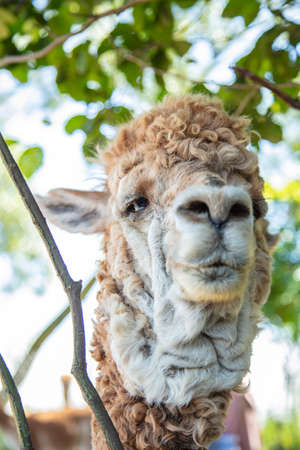 Beautiful South American alpacas in a free rangeの写真素材