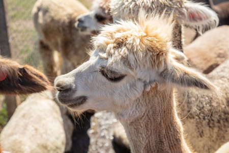 Beautiful South American alpacas in a free rangeの写真素材