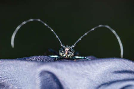Cerambycidae, beetle in a beautiful color walks on the materialの写真素材