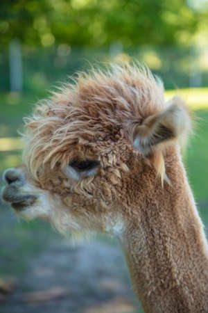Beautiful South American alpacas in a free rangeの写真素材