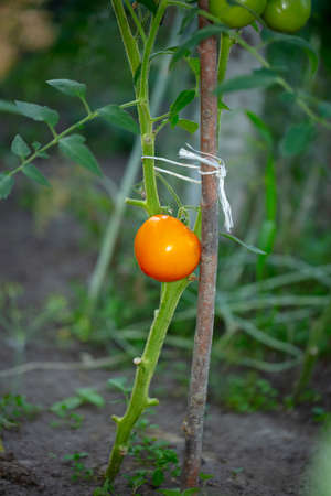 beautiful red and green tomatoes grow on the bushes in the greenhouseの写真素材