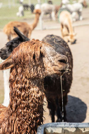 Beautiful South American alpacas in a free rangeの写真素材