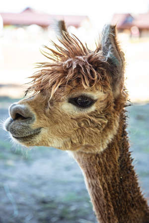Beautiful South American alpacas in a free rangeの写真素材