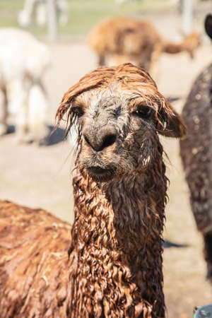 Beautiful South American alpacas in a free rangeの写真素材