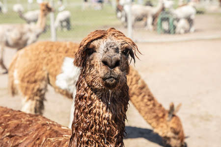 Beautiful South American alpacas in a free rangeの写真素材