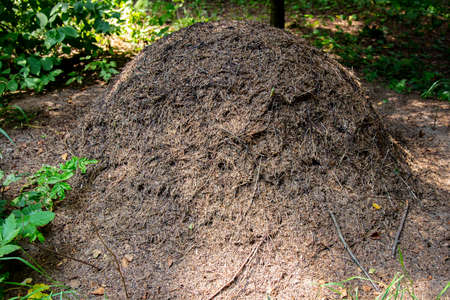 great anthill in the middle of the forest, the natural structure of antsの写真素材
