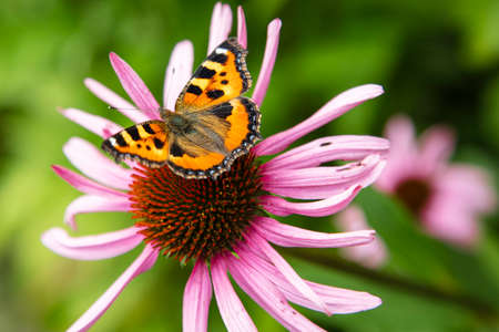 beautiful colorful butterfly sitting on the flowerの写真素材