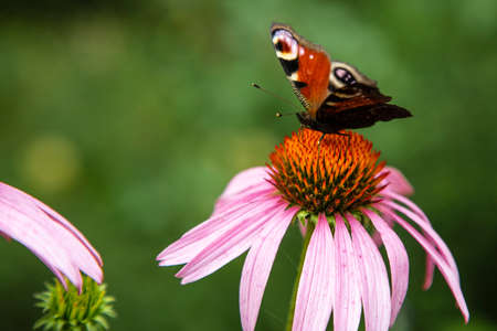 beautiful colorful butterfly sitting on the flowerの写真素材