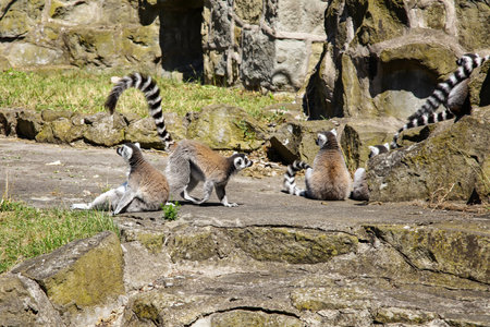 Ring Tailed Lemur, the flock sits on the stonesの写真素材