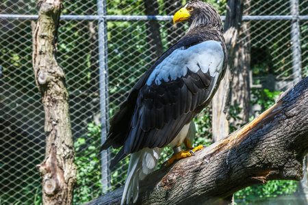 Haliaeetus pelagicus, Steller's sea eagle better know as Pacific sea eagle or white-shouldered eagleの写真素材