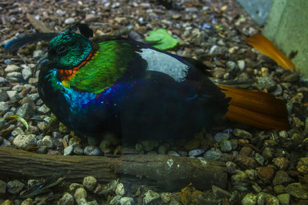 Himalayan monal, Lophophorus impejanus, beautiful colorful birdの写真素材
