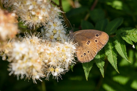 Maniola jurtina, beautiful butterfly sitting on a white flowerの写真素材