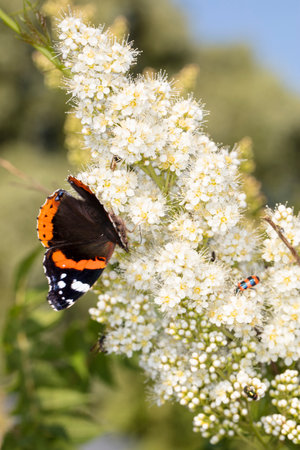 Vanessa atalanta, beautiful butterfly with a dark color of the body and wings