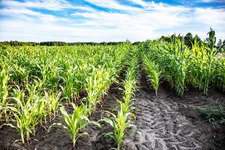 view of a field sown with cornの写真素材