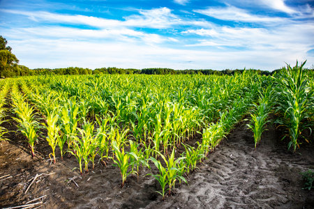 beautiful and lush corn grows in the fieldの写真素材