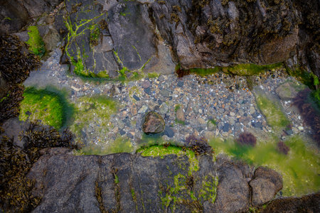 stagnant water on stones, green moss, top viewの写真素材
