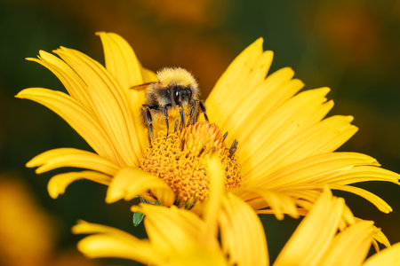 bee collects nectar from the inflorescence of a yellow flowerの写真素材