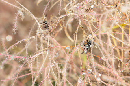 fly and ant sits on the grass covered with dewの写真素材