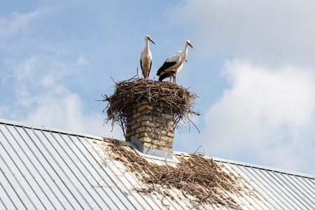 two beautiful storks stand in their nestの写真素材