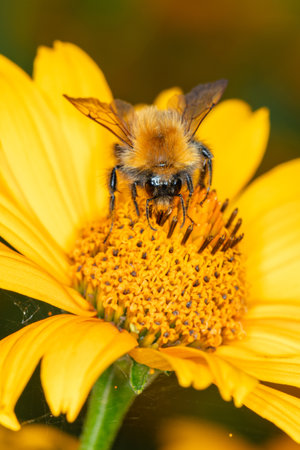 bee collects nectar from the inflorescence of a yellow flower