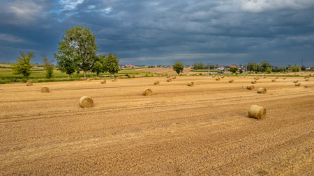 Harvested field with straw bales and stormy sky.