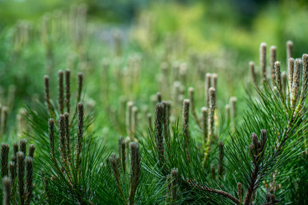 Close up of green pine needles in the forest. Shallow depth of field.の写真素材