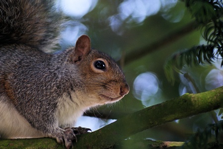 Squirrelの写真素材