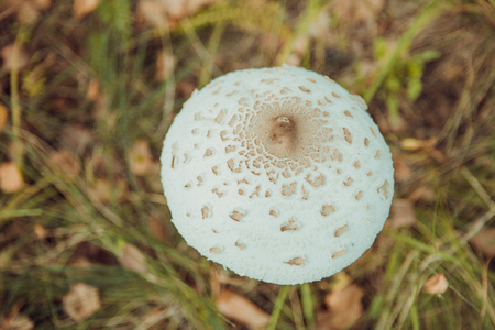 Amanita phalloides, commonly known as the death capの写真素材