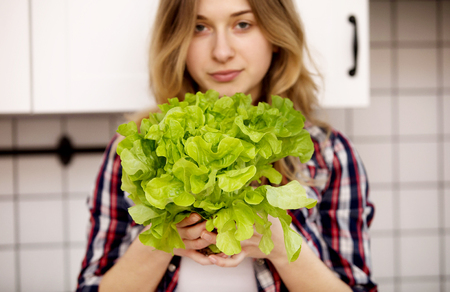 Picture of green lettuceの写真素材