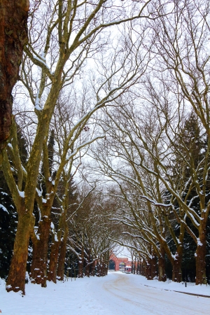 Tree tunnelの写真素材