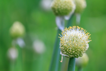 Chive flowerの写真素材