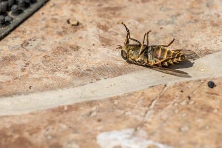 Dead bugの写真素材