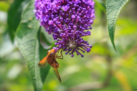 Wasp on a flowerの写真素材