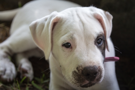Dirty puppy