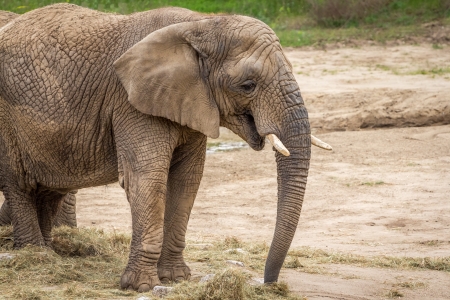Elephantの写真素材