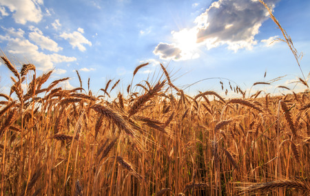 Field of wheat