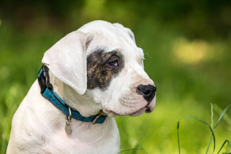 Puppy with black eyeの写真素材