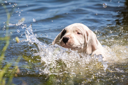 Puppy learning to swim