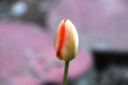 single tulipの写真素材