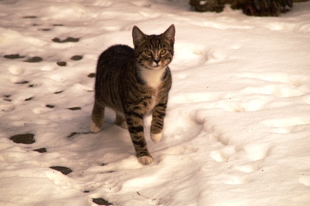 kitty and snowの写真素材
