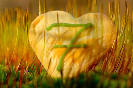 a heart shaped piece of cake placed in the moss