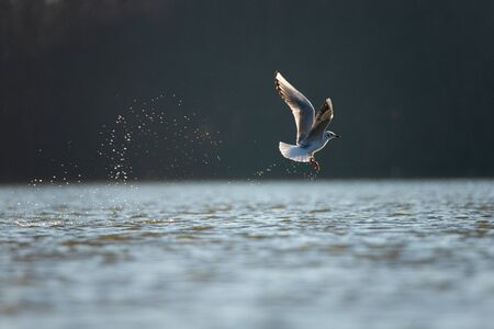 Black-headed gull (Larus ridibundus)