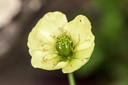Amazing Yellow flower on dark and green backgroundの写真素材