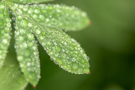 Green leaves with plenty drops of water  - morning dew - on green backgroundの写真素材