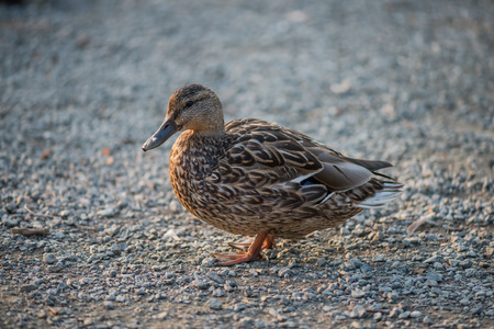 Wild female duck standing on a gray background with space for textの写真素材