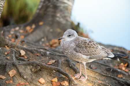Young gray seagull - closeupの写真素材