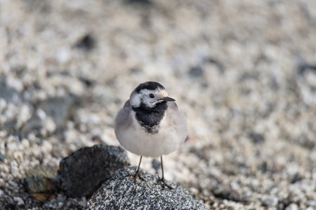 Small white, black, gray bird - Wagtail - Motacilla Alba closeup - Photo made in North Norway...