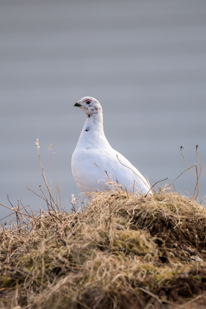 Female of Willow Ptarmigan - Lagopus- bird with red eyebrows.の写真素材
