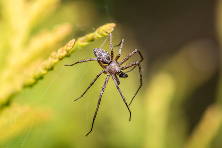 Labyrinth Spider - Agelena labyrinthica - a funnel-web spider - macro - closeupの写真素材