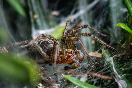 Labyrinth Spider - Agelena labyrinthica - a funnel-web spider - macro - closeupの写真素材
